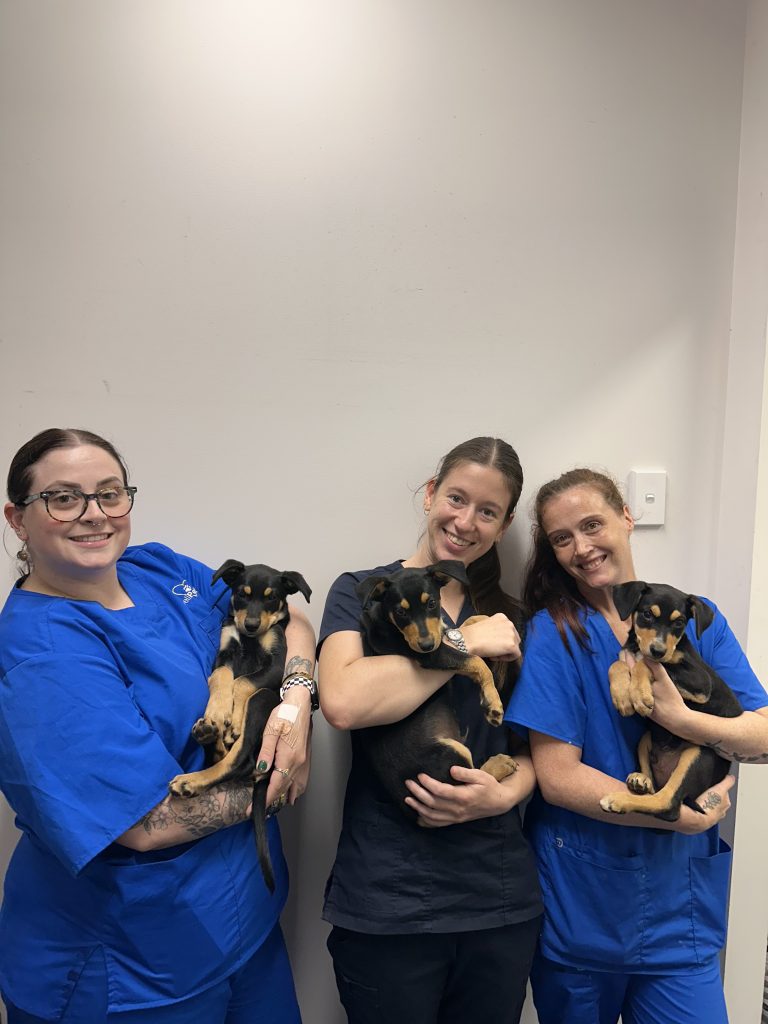 WellPet Vets - Gallery 09