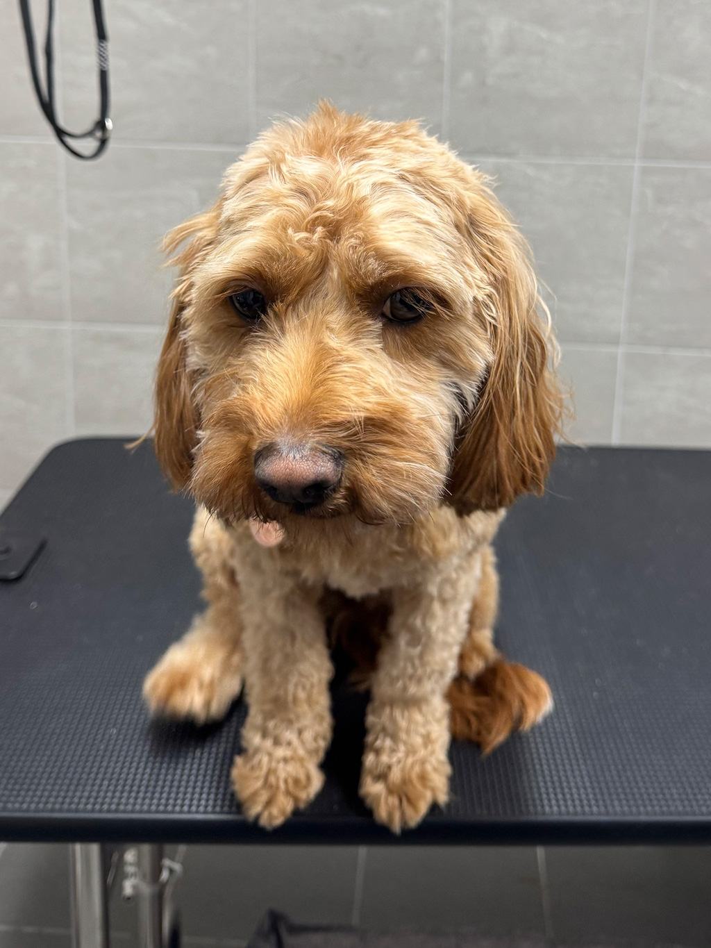 WellPet Vets - Grooming - Gallery 01
