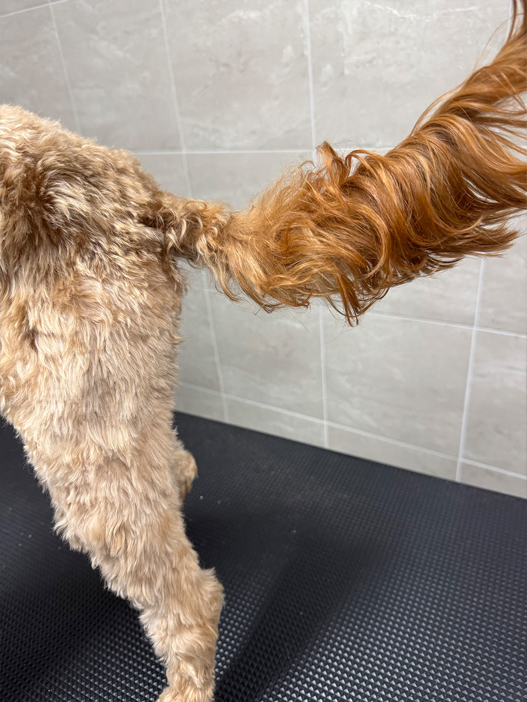 WellPet Vets - Grooming - Gallery 02