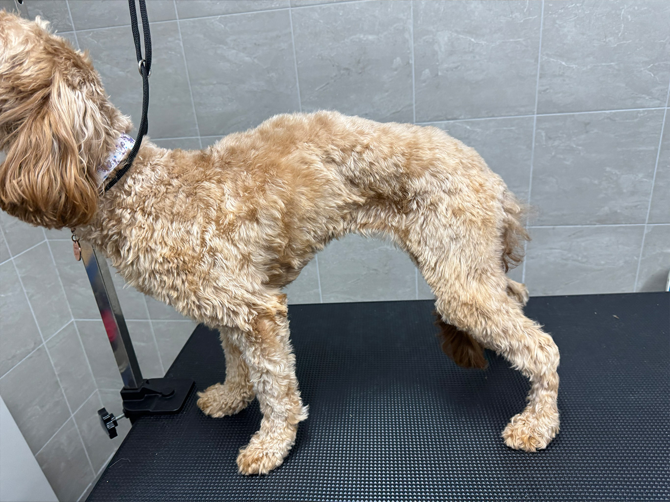 WellPet Vets - Grooming - Gallery 03