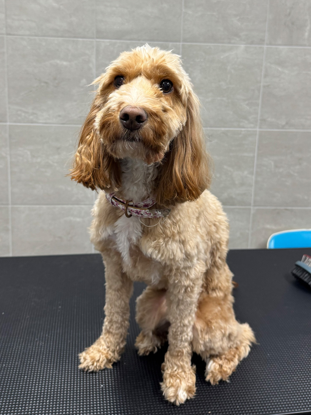 WellPet Vets - Grooming - Gallery 04