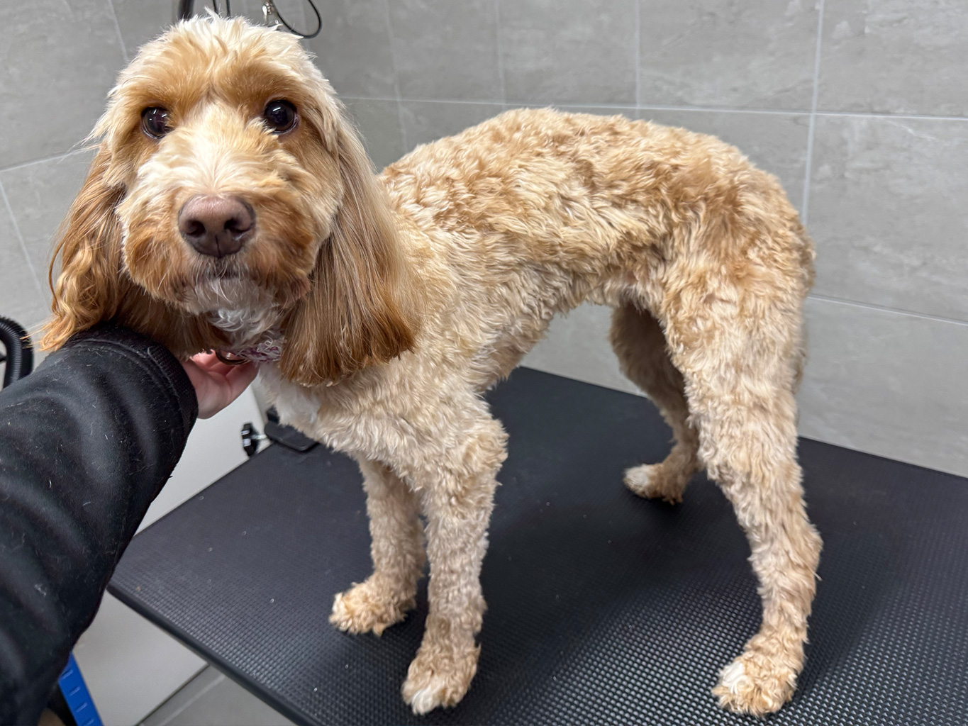 WellPet Vets - Grooming - Gallery 05