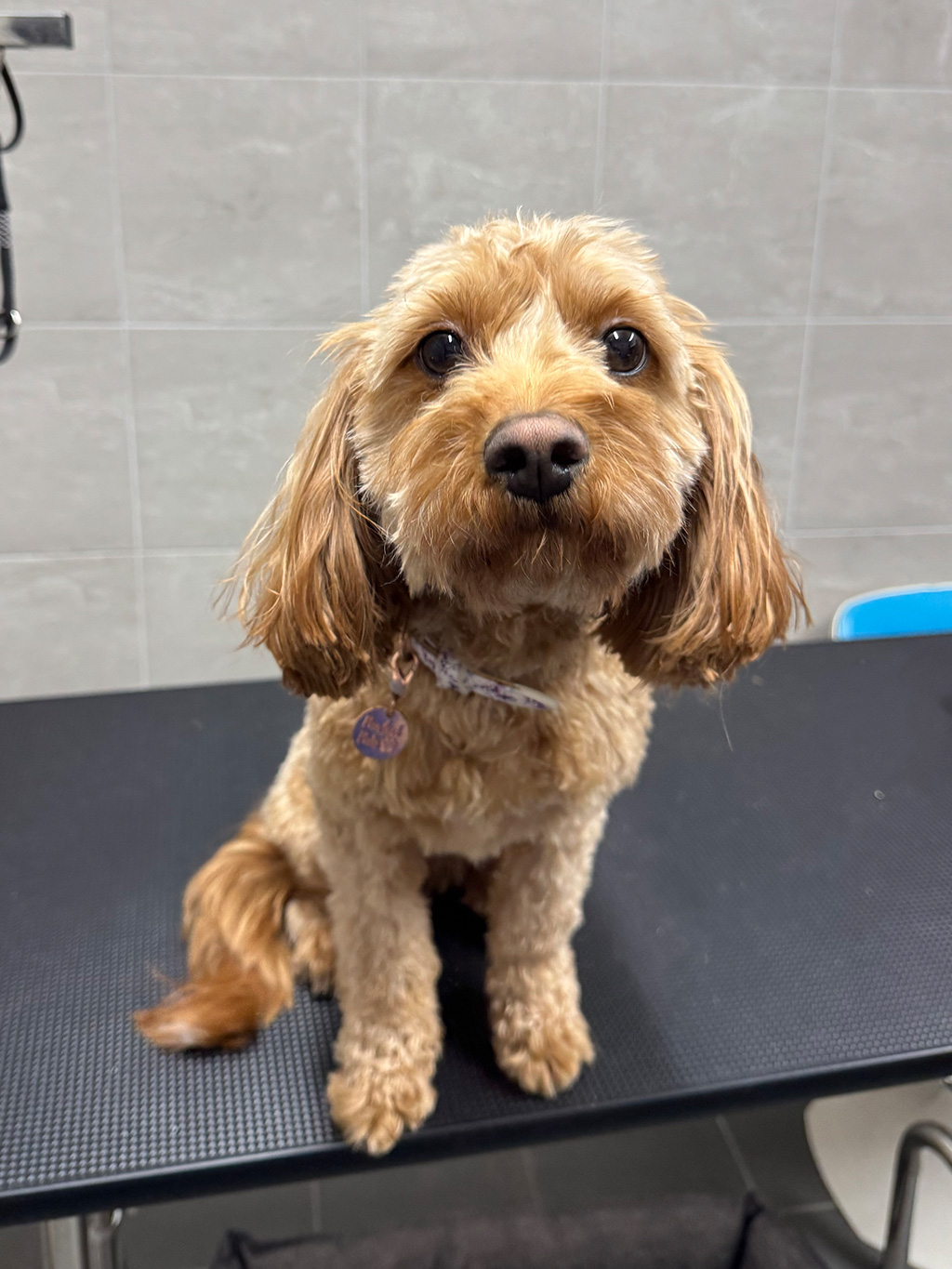WellPet Vets - Grooming - Gallery 06