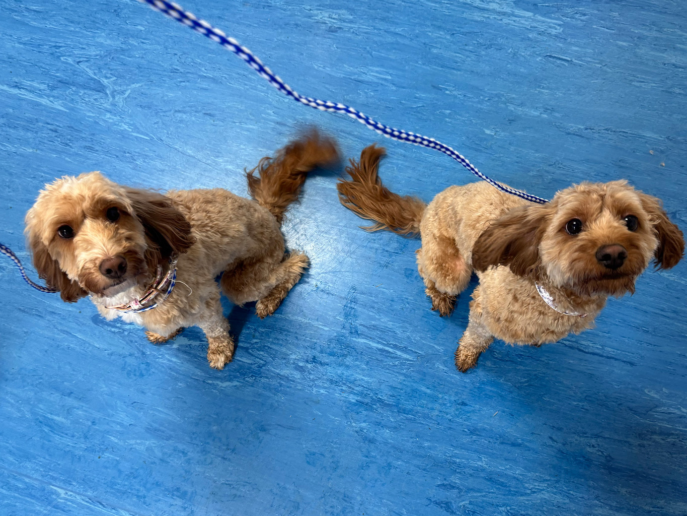 WellPet Vets - Grooming - Gallery 07