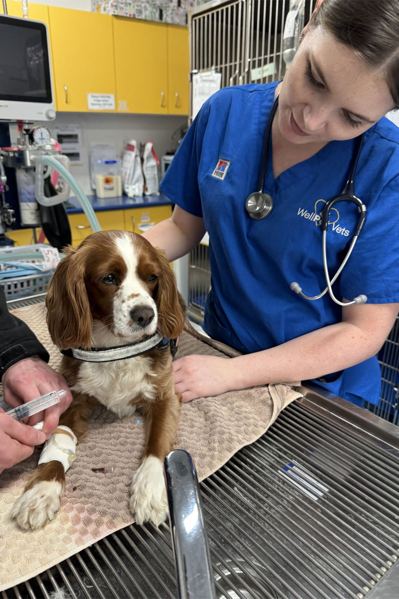 WellPet Vets - Information for Hospital Admission