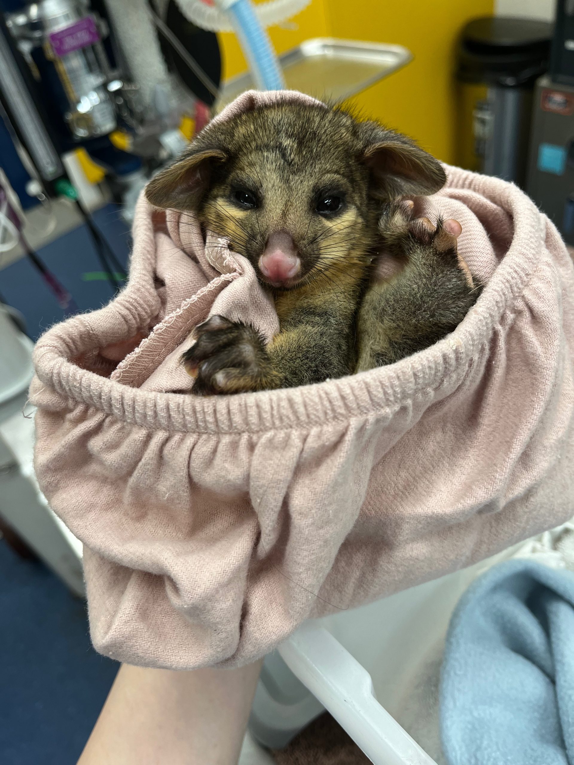 WellPet Vets - Injured Wildlife - Gallery 01