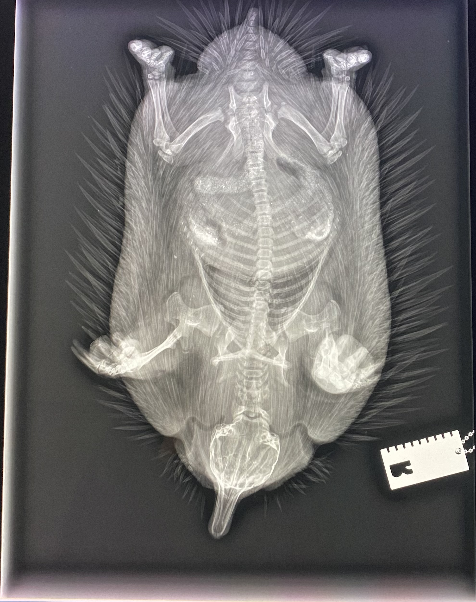 WellPet Vets - Injured Wildlife - Gallery 02