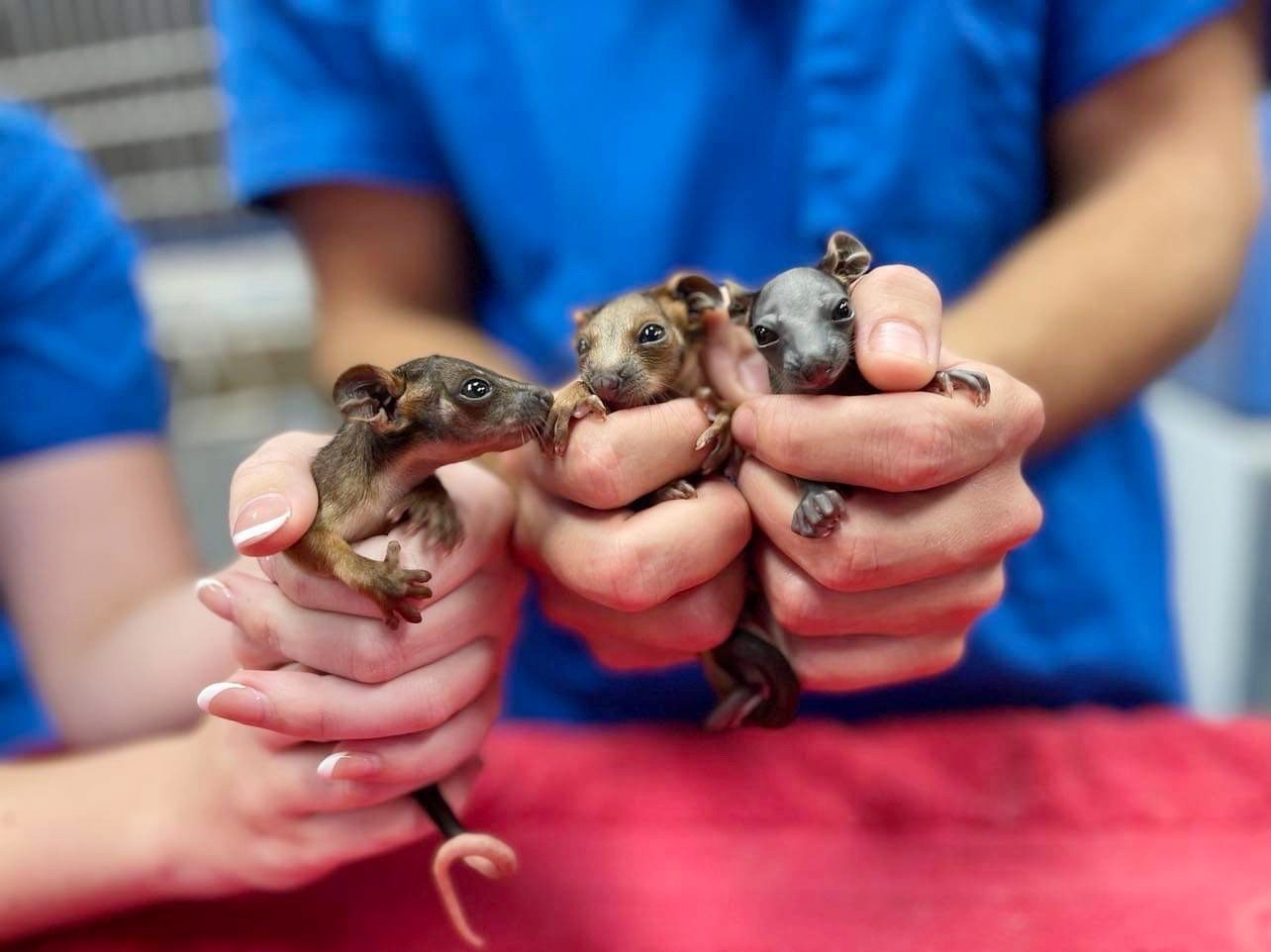 WellPet Vets - Injured Wildlife - Gallery 03