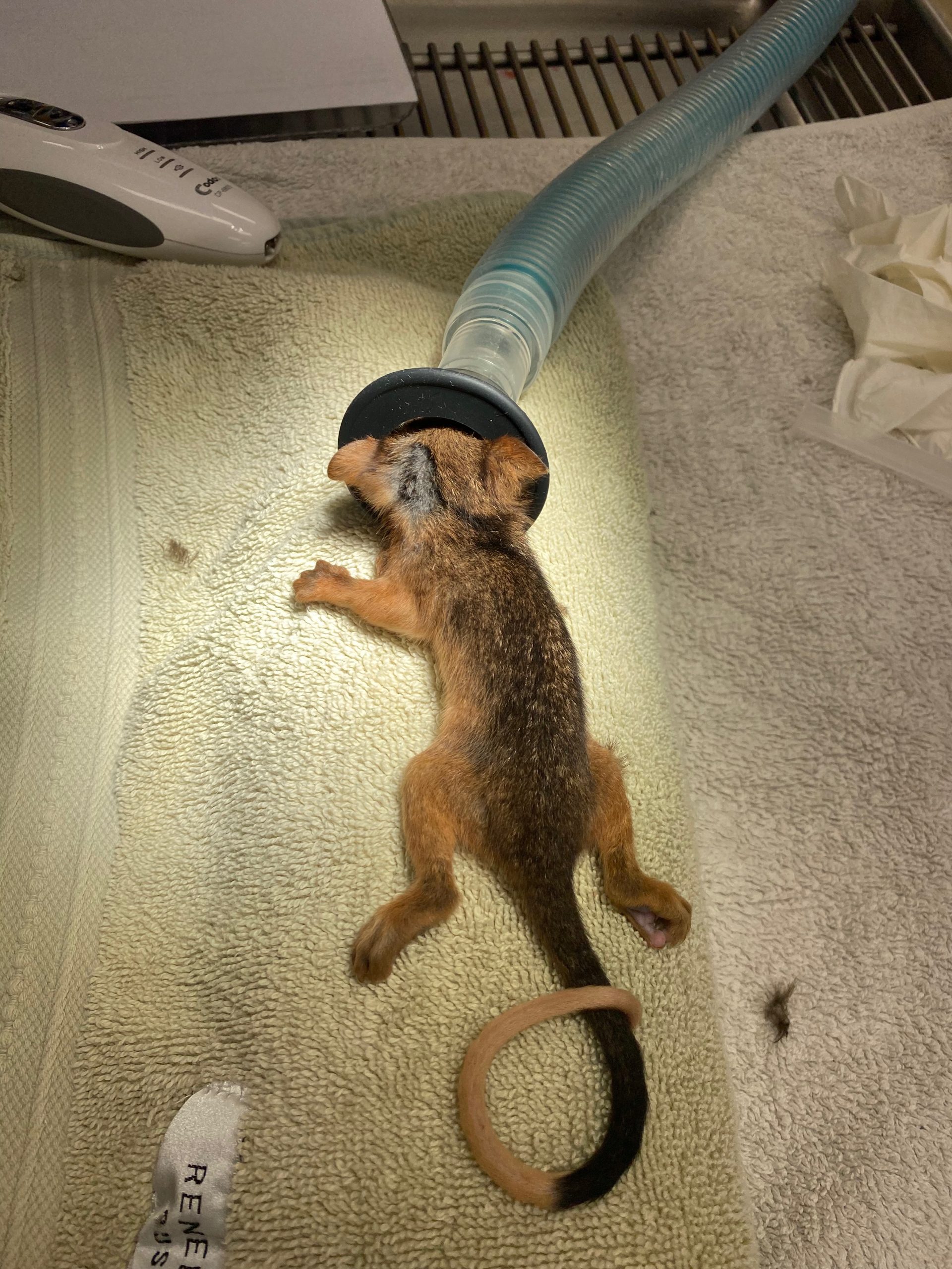 WellPet Vets - Injured Wildlife - Gallery 04