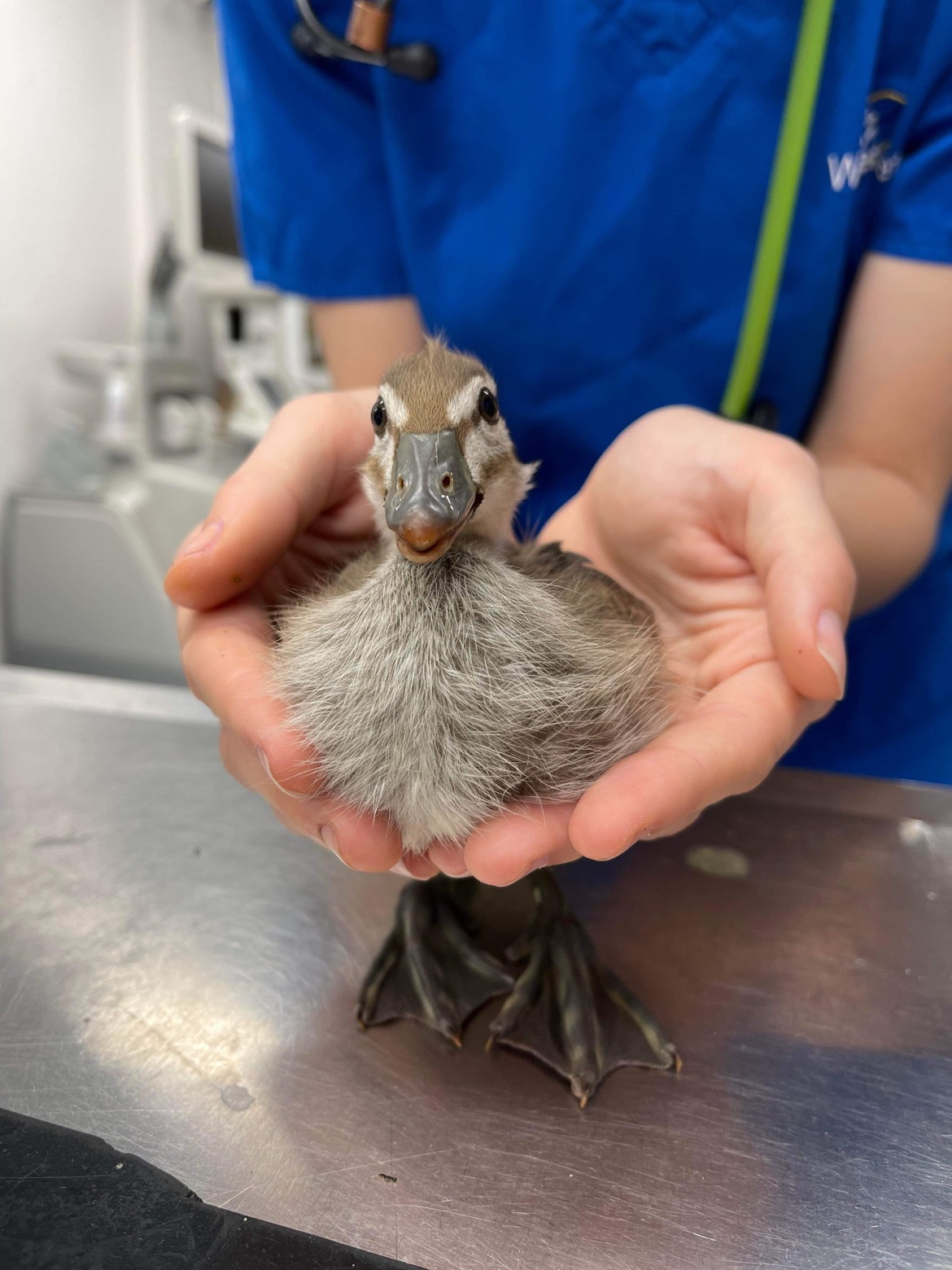 WellPet Vets - Injured Wildlife - Gallery 05