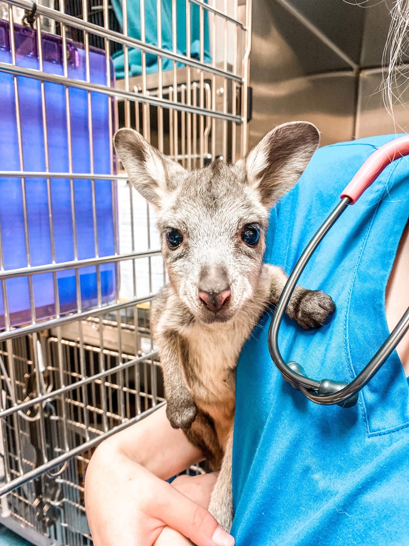 WellPet Vets - Injured Wildlife - Gallery 06
