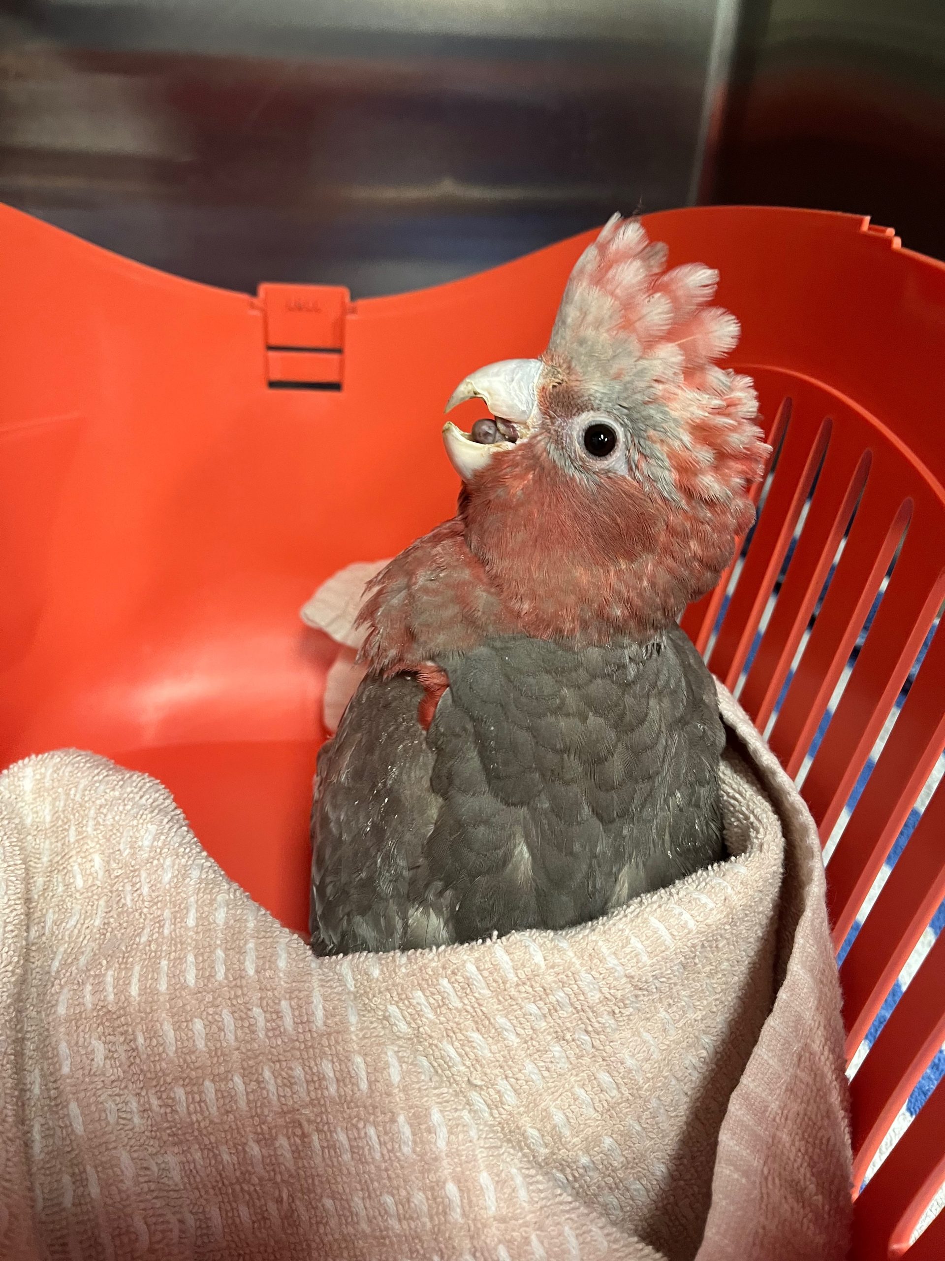 WellPet Vets - Injured Wildlife - Gallery 07