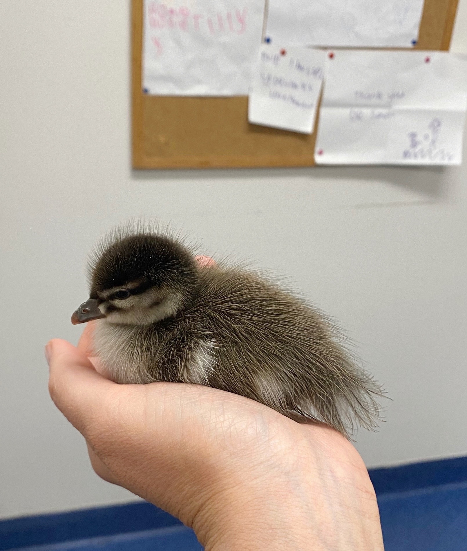 WellPet Vets - Injured Wildlife - Gallery 08