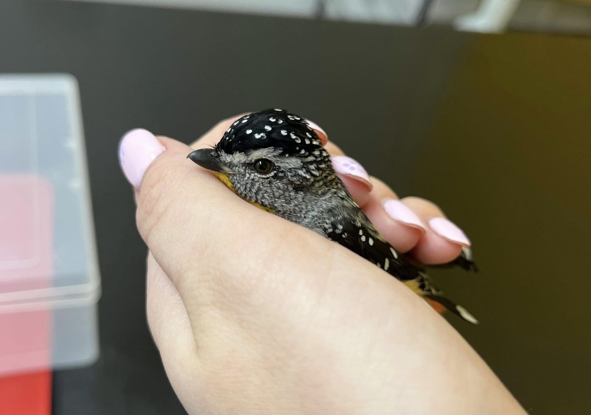 WellPet Vets - Injured Wildlife - Gallery 09