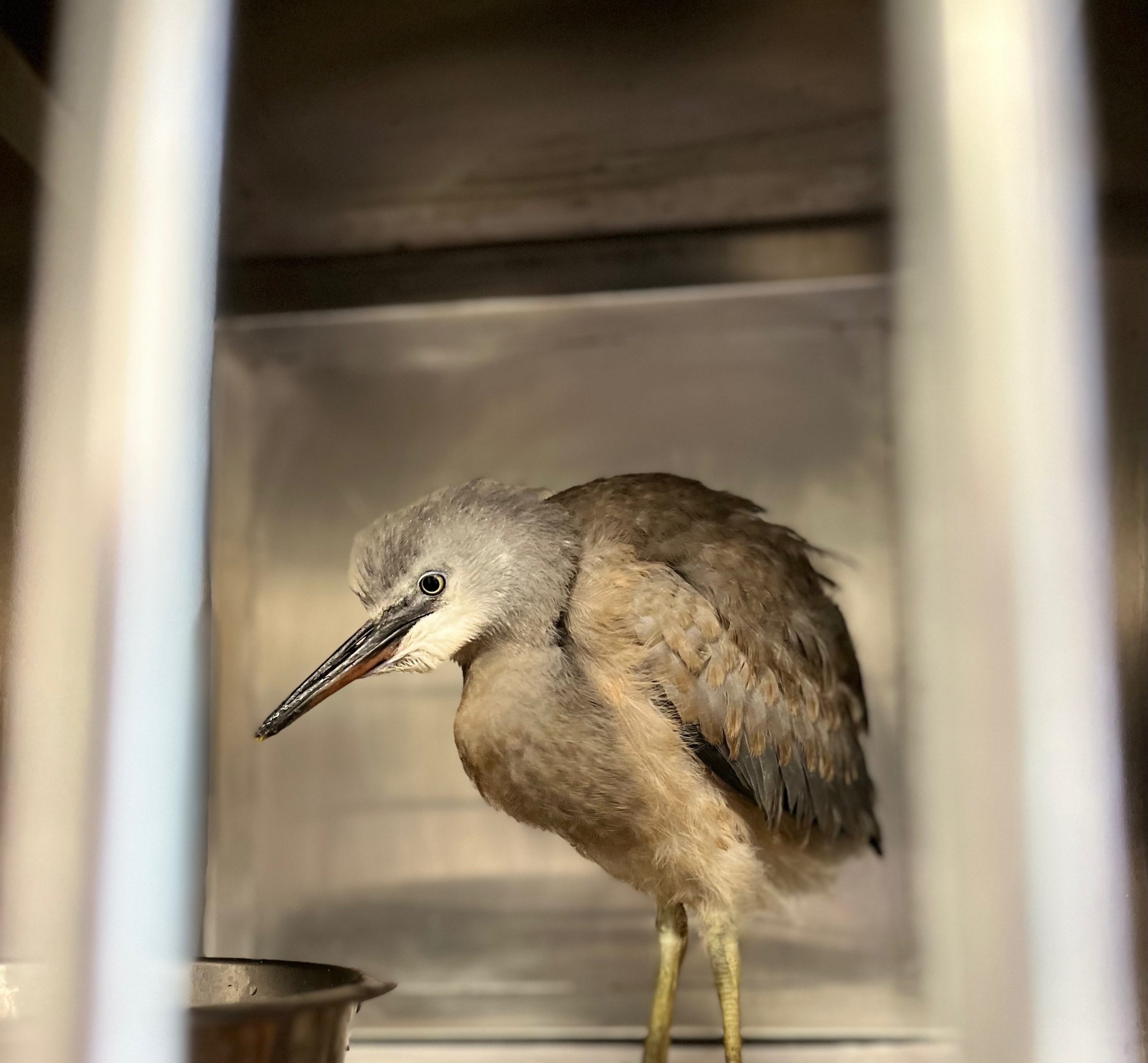 WellPet Vets - Injured Wildlife - Gallery 10