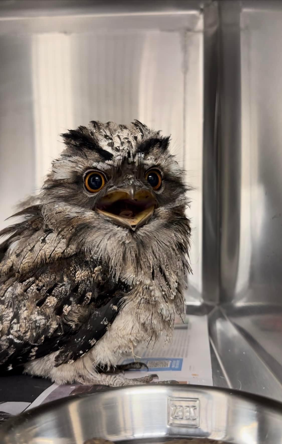 WellPet Vets - Injured Wildlife - Gallery 11