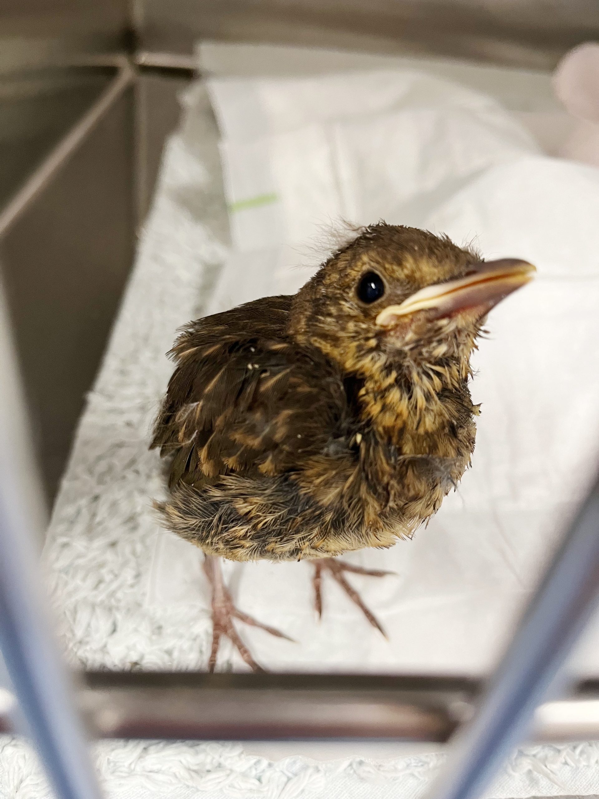 WellPet Vets - Injured Wildlife - Gallery 12
