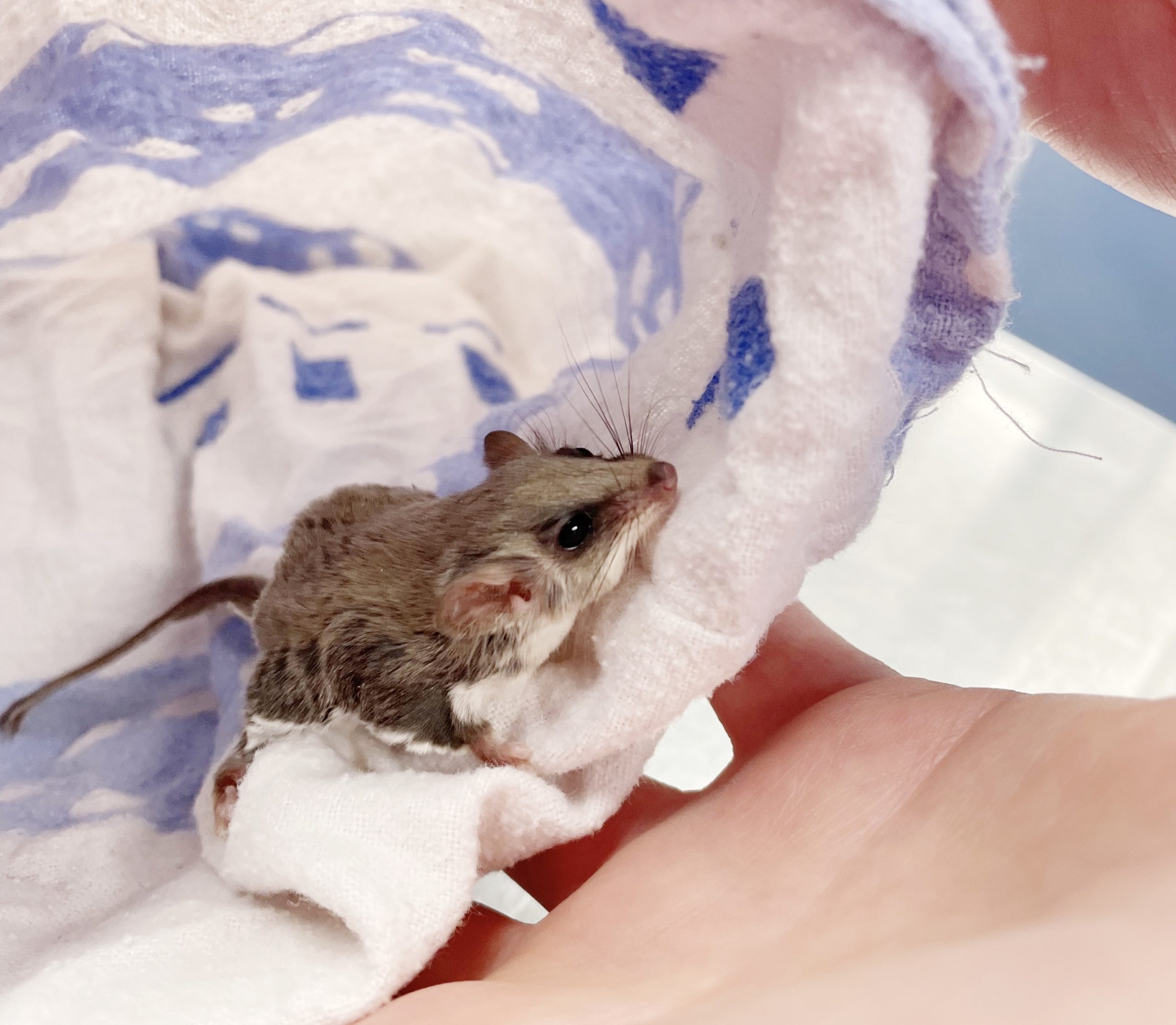 WellPet Vets - Injured Wildlife - Gallery 14