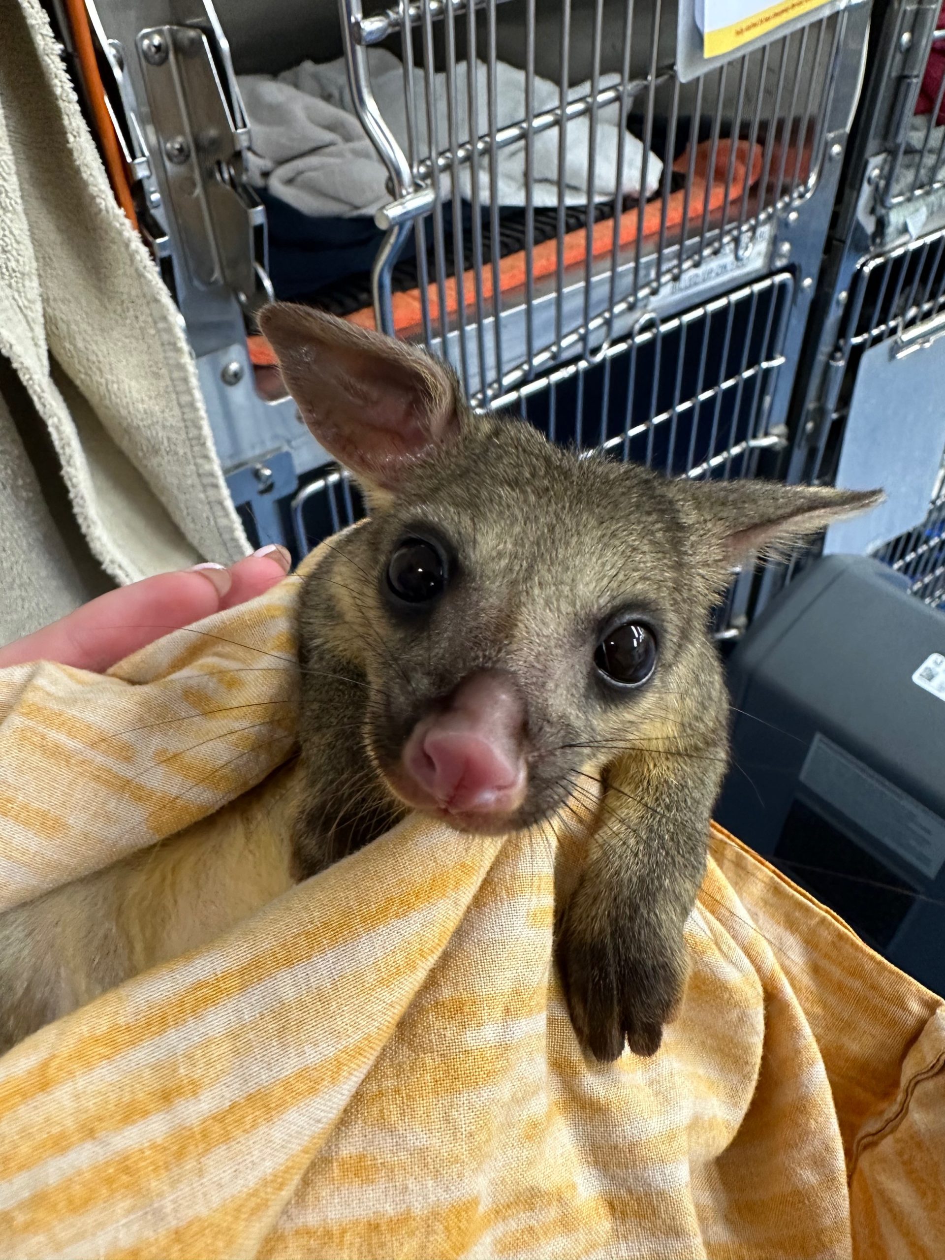 WellPet Vets - Injured Wildlife - Gallery 15