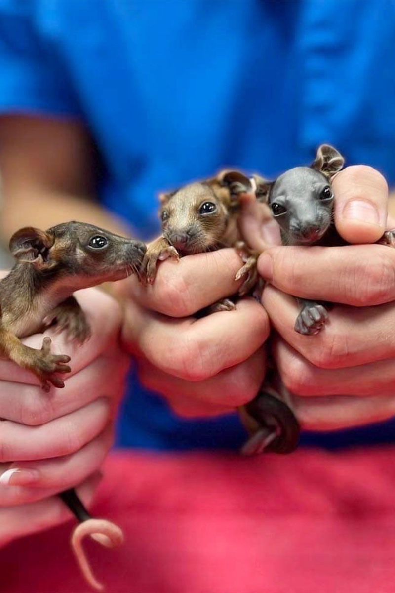 WellPet Vets - Injured Wildlife