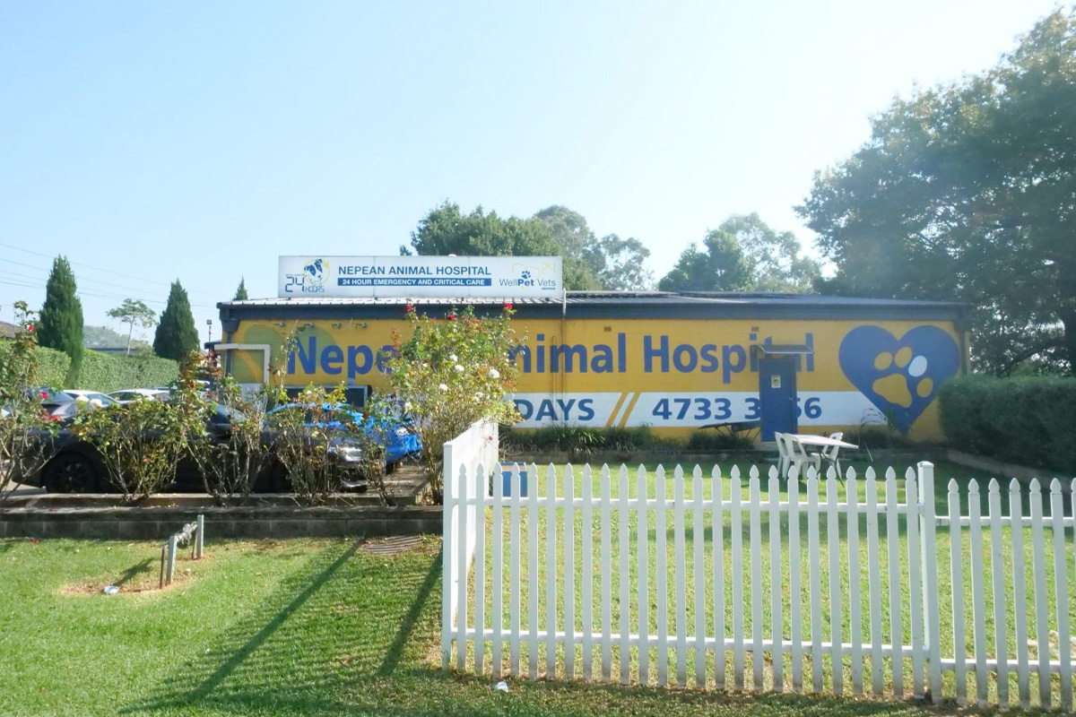 WellPet Vets - The Story of WellPet