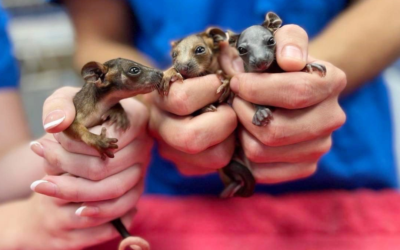 Caring for Wildlife: Our Partnership with WIRES